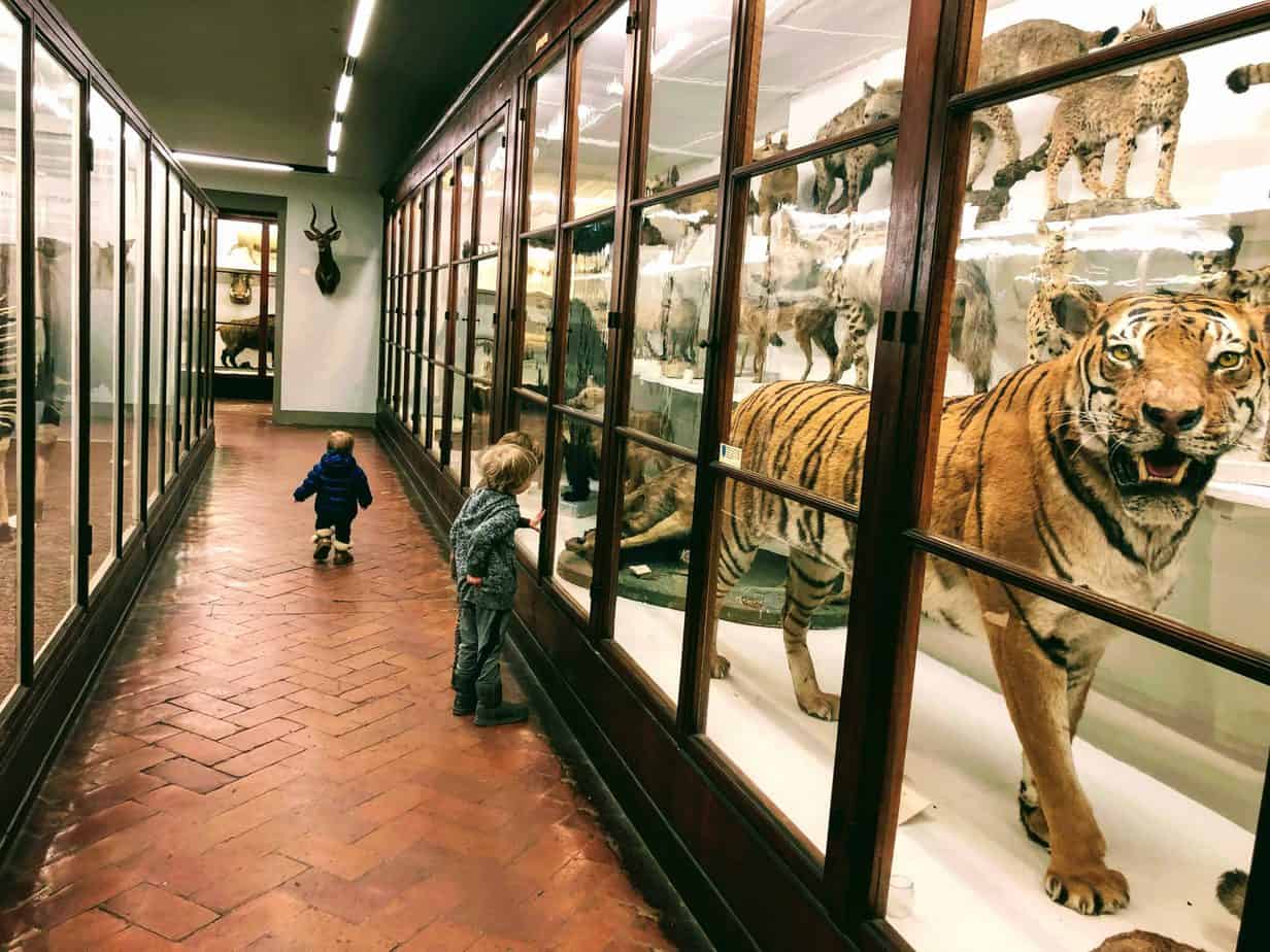 Boys looking at the displays of taxidermized animals at La Specola Museum in Florence, Italy. You can see a tiger and wild dogs and cats.