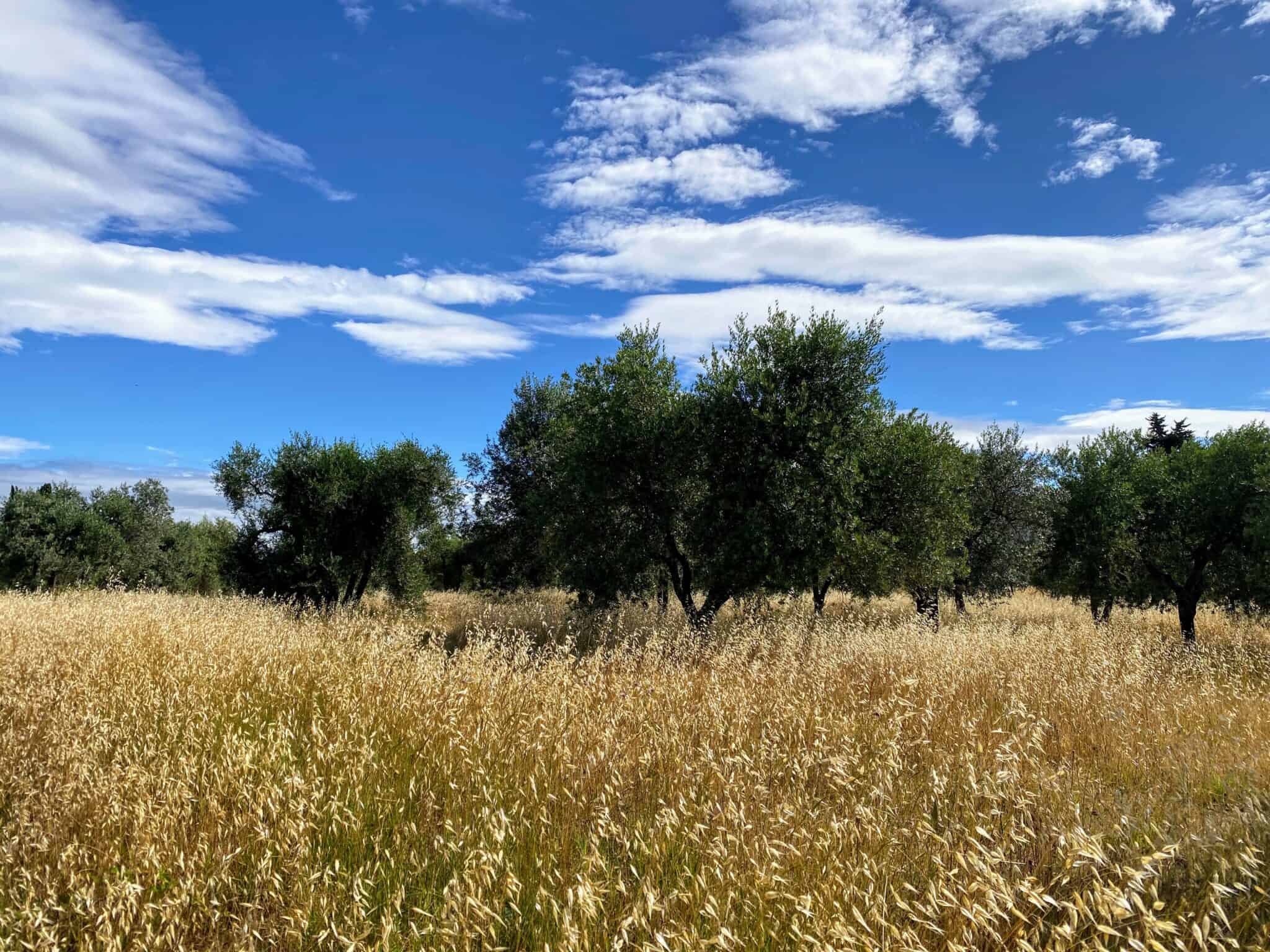 Weather Italy in August