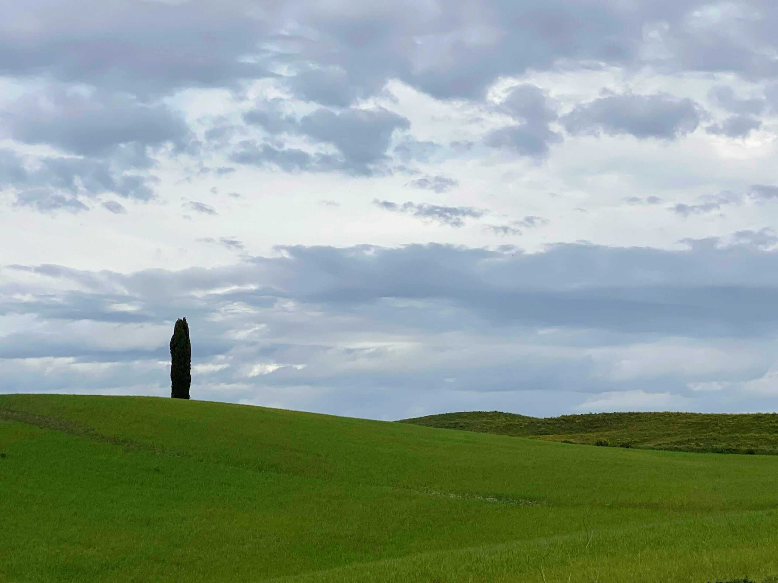 Lone cypress tree in green grassy area on a cloudy day in Tuscany.