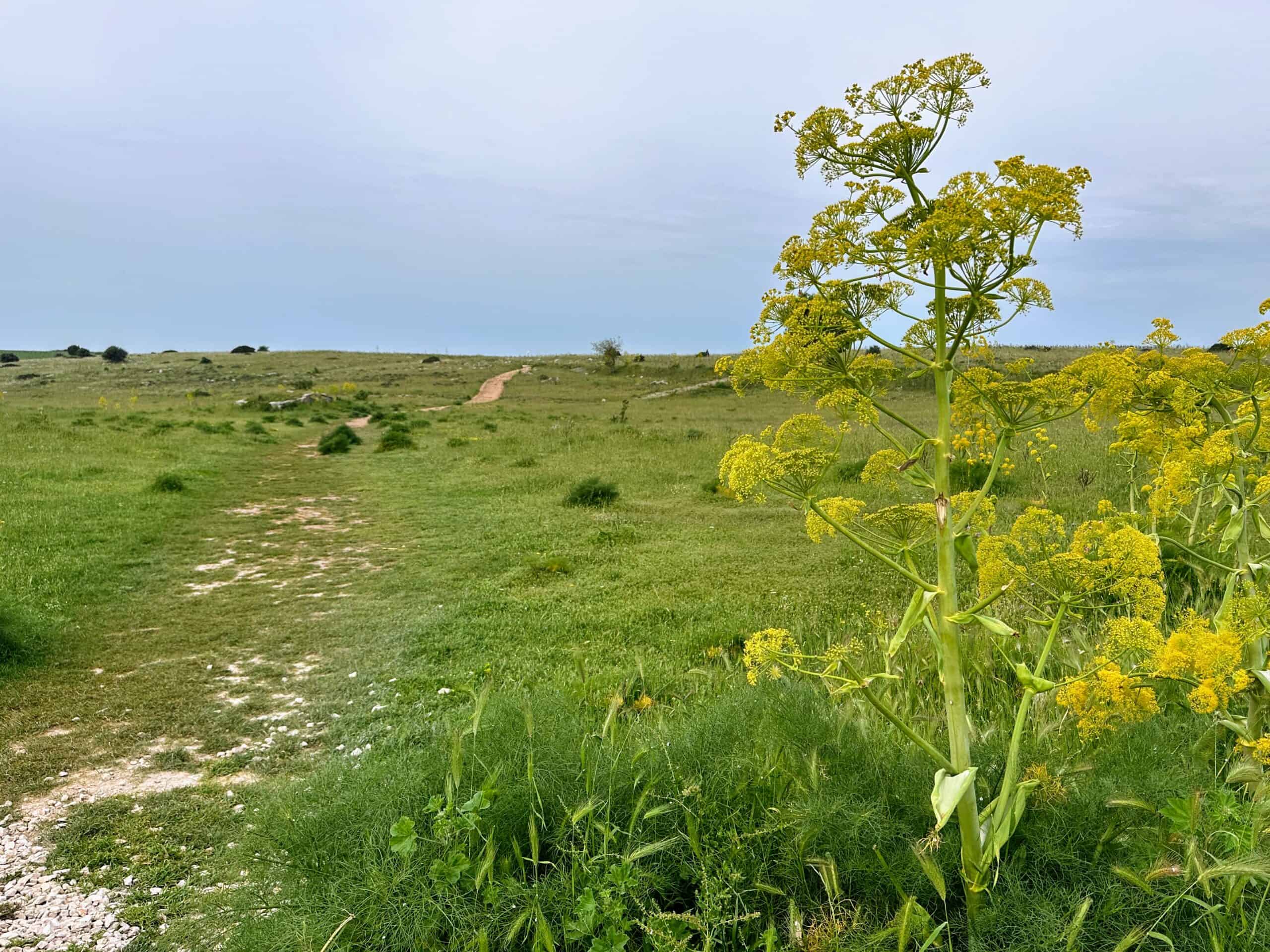 Green grass and a trail in a natural park in Matera, Italy.
