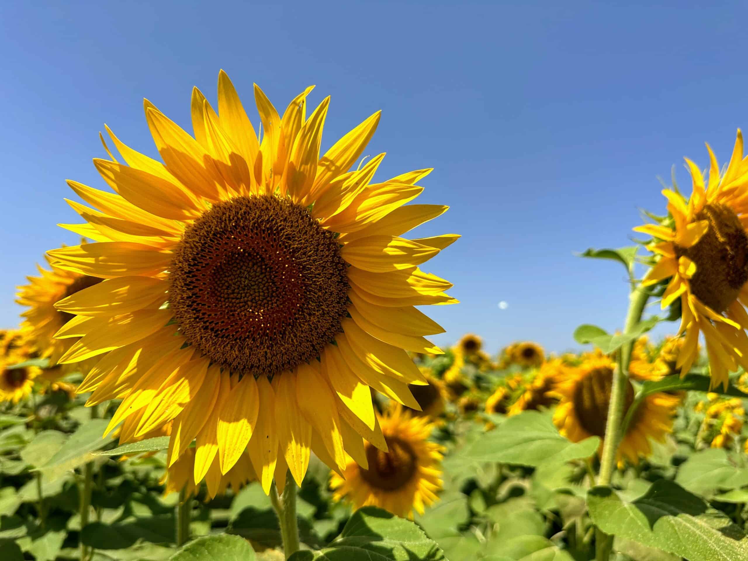 Sunflowers in a field on a sunny day in Tuscany.