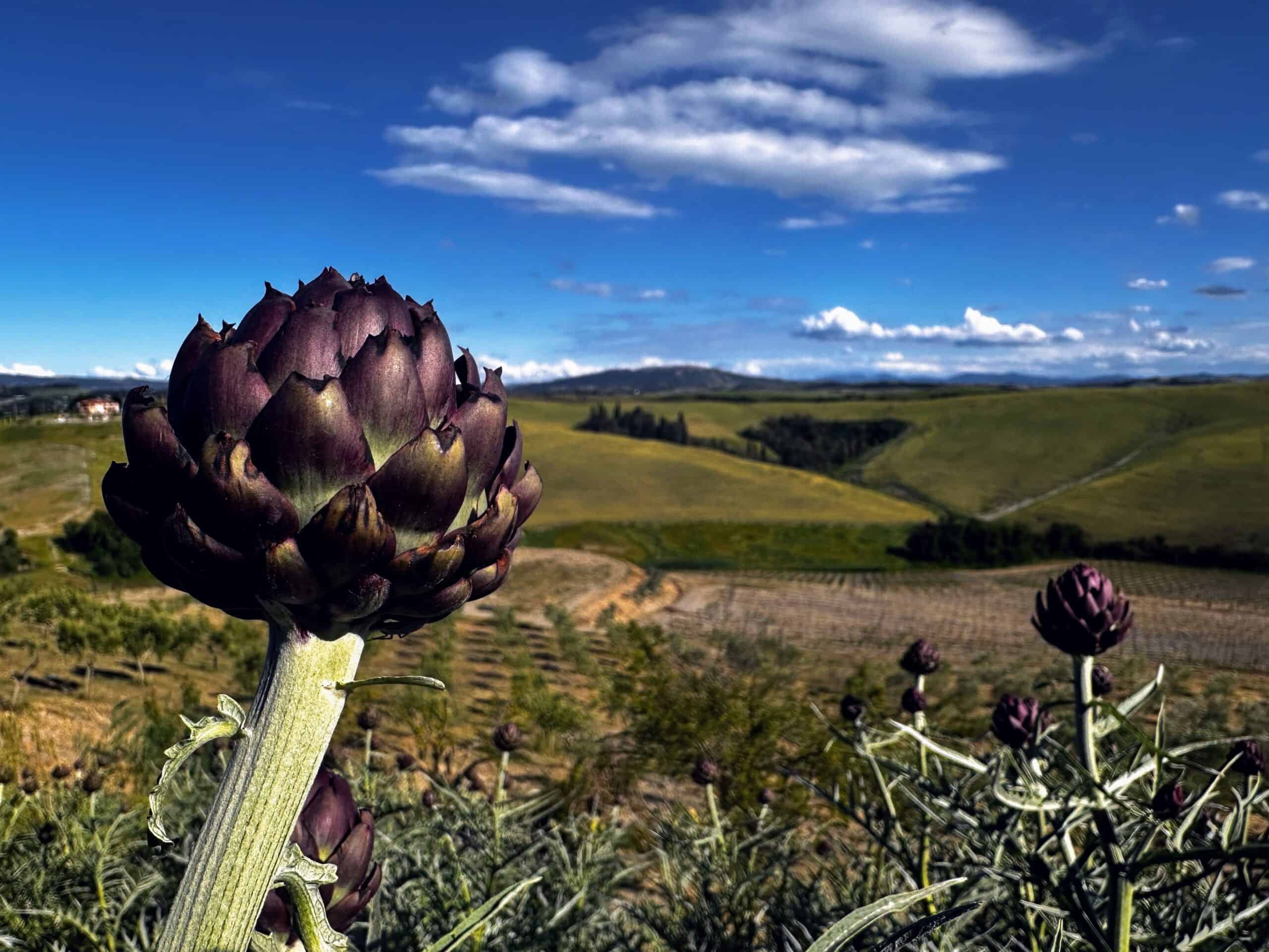 Artichoke in the hills of Tuscany. Rolling hills in distance. Sunny day with a few white clouds.