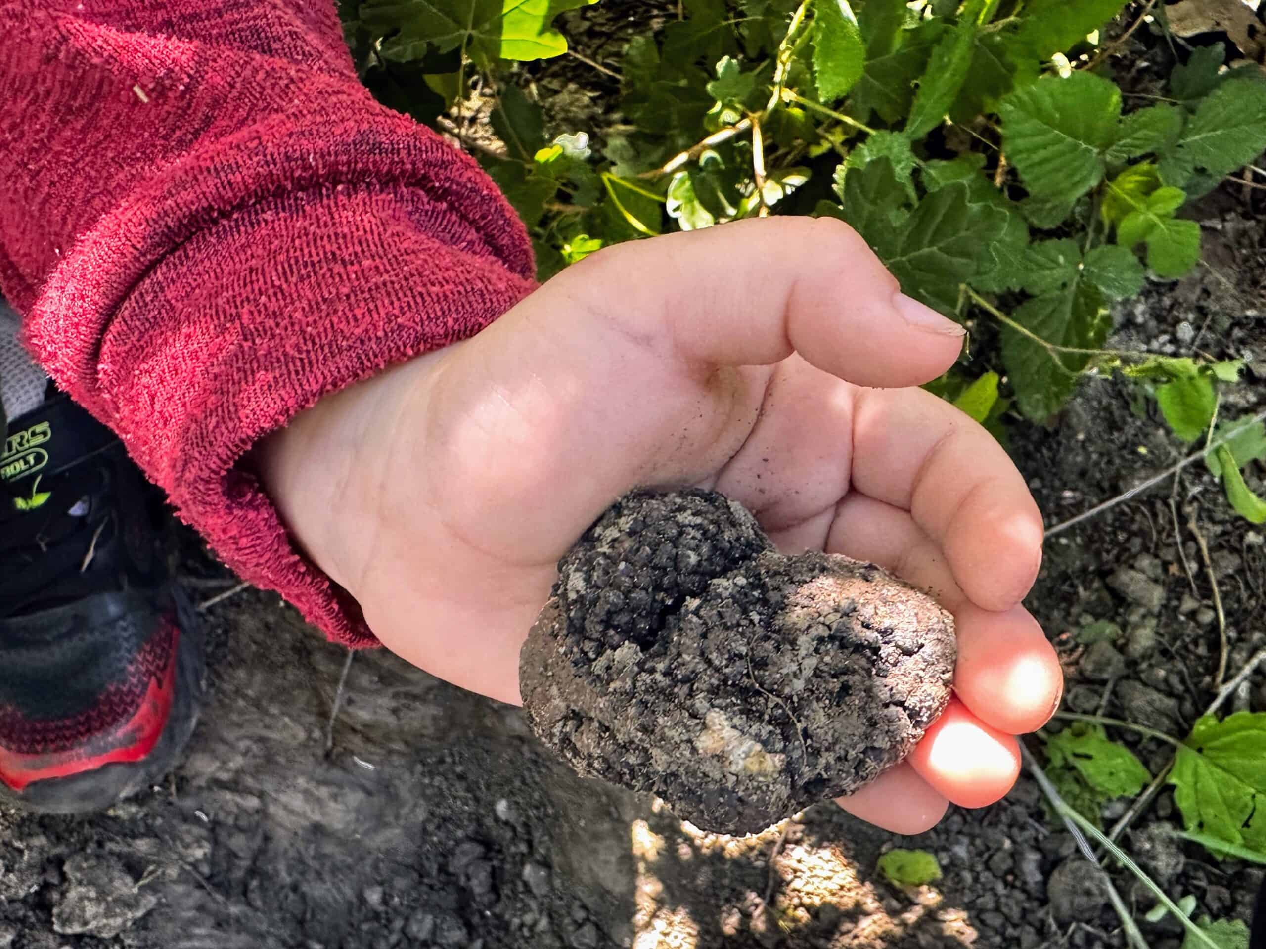 Child's hand holds a black truffle above the forest floor.