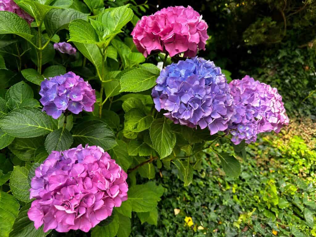 Hydrangeas of different colors in bloom in Italy.